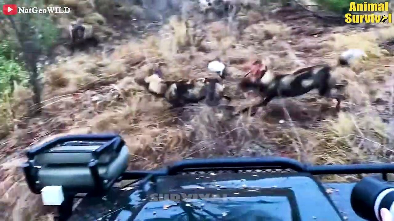 12 Horrible Moments Hyenas Injured By Lions, Wild Dogs And Fight To Death   Animal Fights
