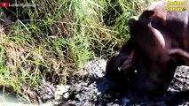 16 Most Brutal Moments Hippo Attacks Any Animal In Its Territory   Animal Fights