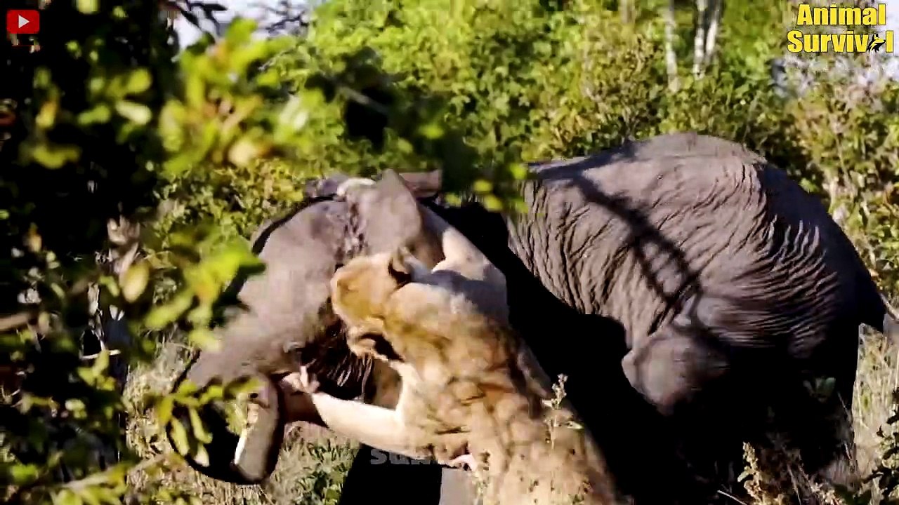 13 Amazing Moments When Elephants Clash With Cr...