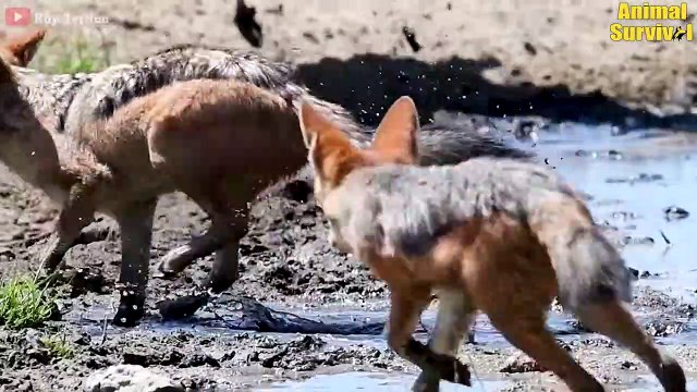 12 Terrifying Moments When Jackals Attack Animals And Who Wins Animal Attacks