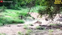 15 Scary Moments Baboon Injured By Crocodile, Wild Dog and Leopard   Wildlife Documentary