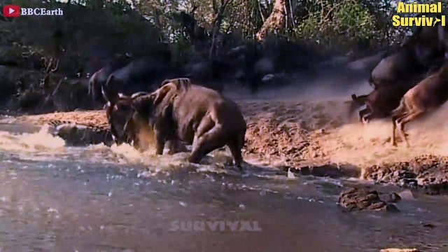 15 Times Wildebeest Trying To Fight Crocodiles, Lion, Cheetah, Leopard And Wild Dogs Animal Fighs