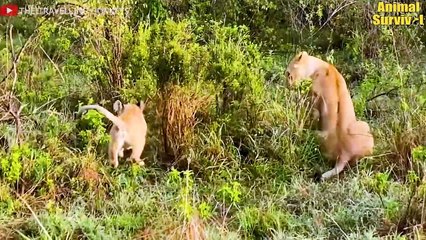 18 Pitiful Moments Antelope Give Birth Hard And D.ie   Rare Moments In Nature (2)