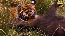 20 Scary Moments When Big Cats Kill Animals Mercilessly   Big Cats