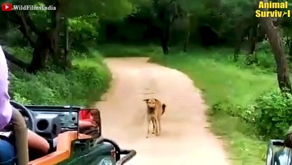 30 Heartbreaking Moments Stupid Dogs Messed With Wrong Leopards,Tigers..... @survivalwildanimallife
