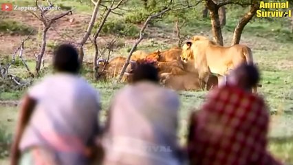 18 Times Painful Lions And Leopards As They Hunt In Aboriginal Territory   Big Mistake of Predators