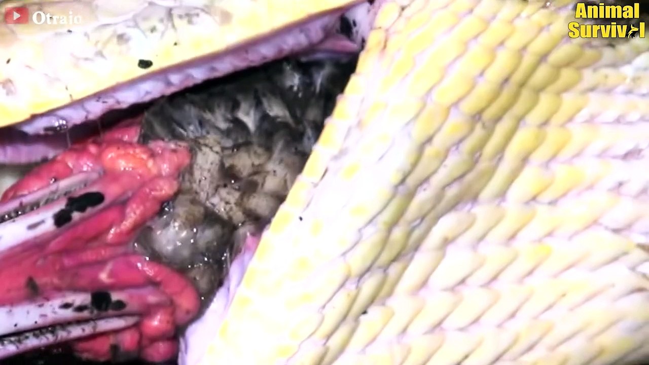 18 Stupid Moments When Python Swallows Crocodile and Scariest Ending.....