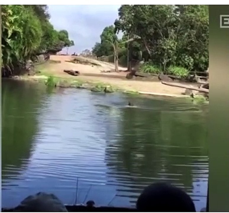 Homem é preso após tomar banho no lago dos rinocerontes em zoológico