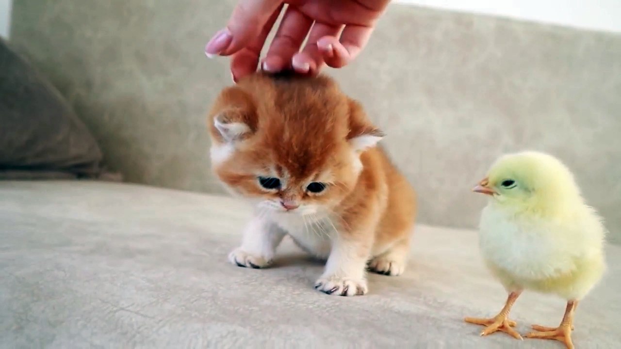 Funny animals walk with a tiny chicken