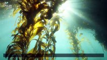 Kelp Forests Are the Carbon-Eating, Fish Habitats That Are Also Producing $$$ Passively Around the Globe