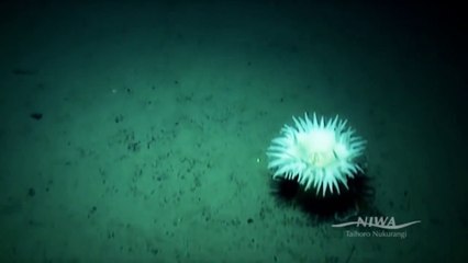 kedalaman laut | deepsea