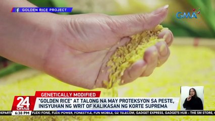 "Golden rice" at talong na may proteksyon sa peste, inisyuhan ng Writ of Kalikasan ng Korte Suprema | 24 Oras