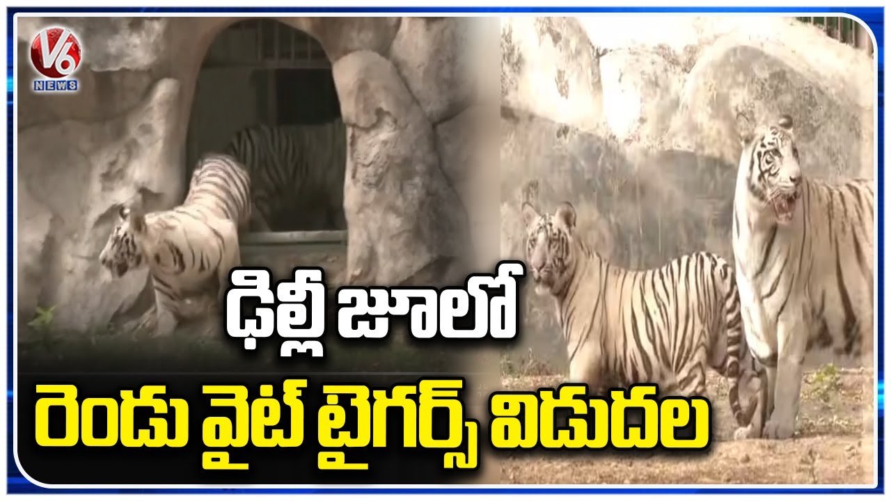Union Minister Bhupendra Yadav Releases White Tiger Cubs In Delhi Zoo _ V6 News