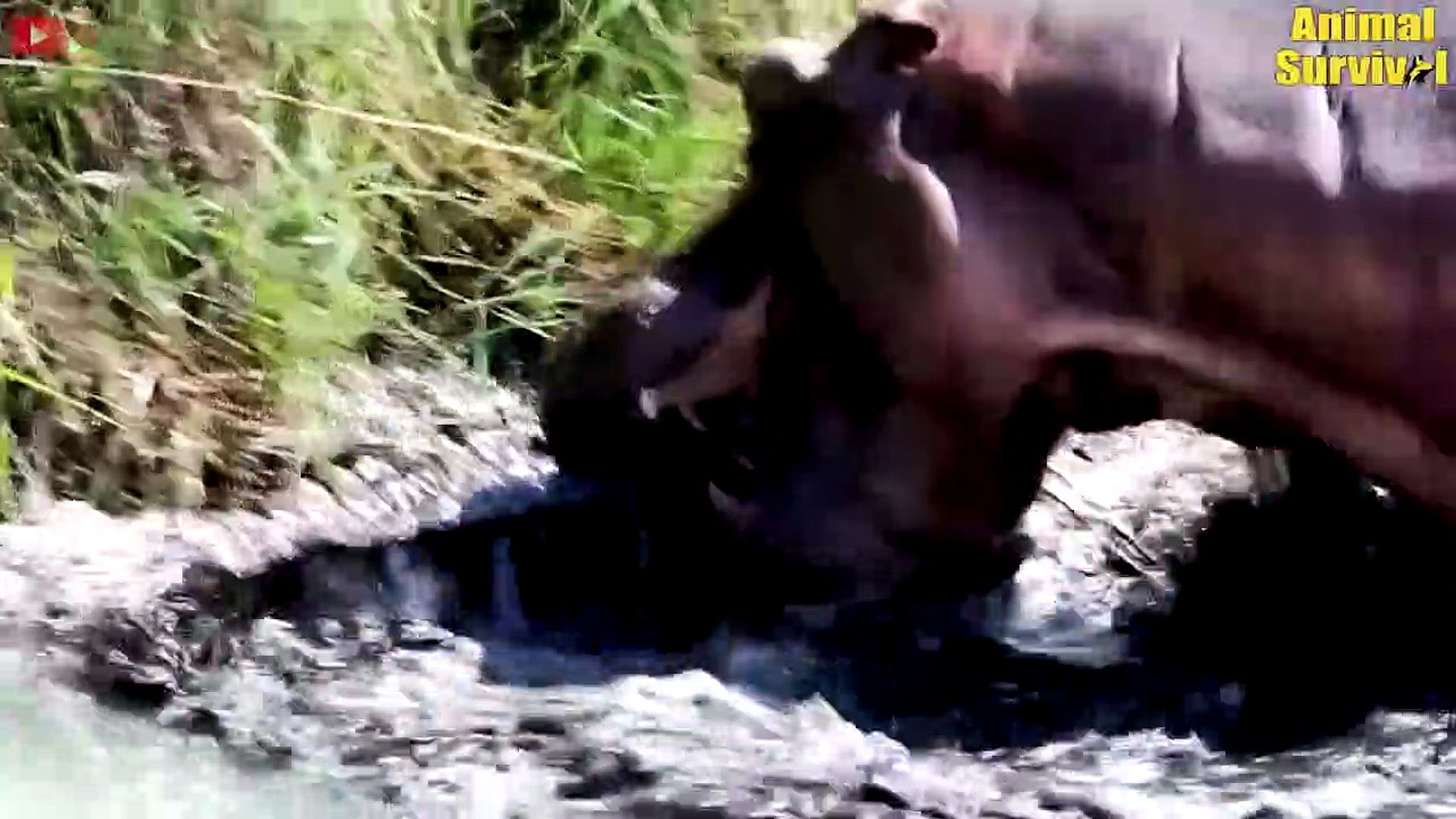 ⁣18 Worst Crocodile Was Badly Injured And What Happened Next   Wildlife Documentary (2)