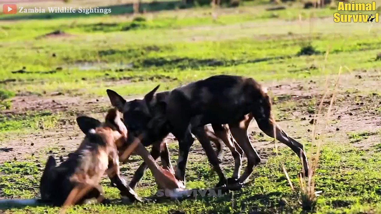 20 Scary Moment When Newborn Babies Become Prey For Predators   Wildlife Documentary