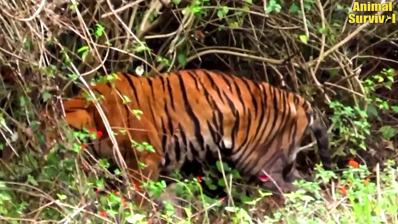 20 Scary Moments When Big Cats and Animals Get Injured Caught on Camera   Wildlife Documentary
