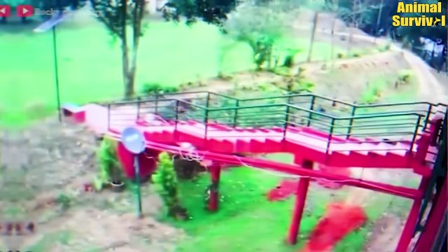 35 Angry Elephant Charges At Cars And Tourists In A Frenzied Rampage Wildlife Documentary (2)