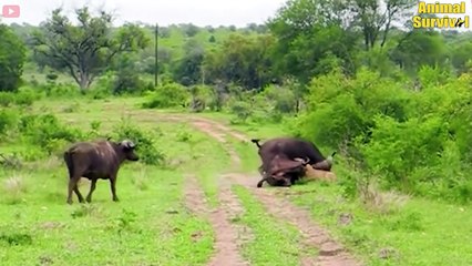 35 Brutal Moments Lion Was Ki.lled While Hunting   Wildlife Documentary
