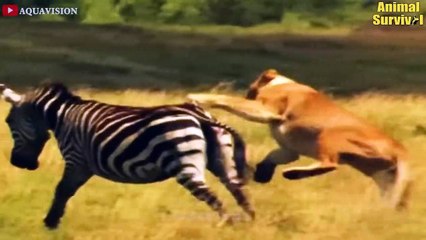 35 Moment Wild Horses Take Down The Lion King On Their Territory