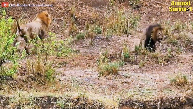 45 Epic Moments Lion And Tiger Fight To Dea.th & Lion vs Tiger Real Fight Wildlife Documentary