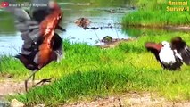 Best Brutal Moments of Birds Battling Against Their Prey   Wildlife Documentary