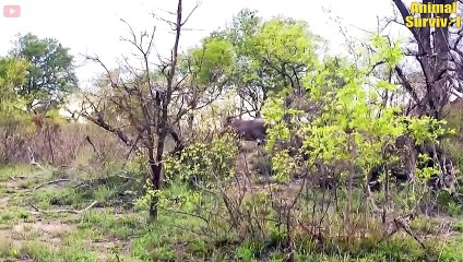 45 Moments Intelligence Of Mother Warthog Made Leopard's Plan To Rob The Piglets Fail