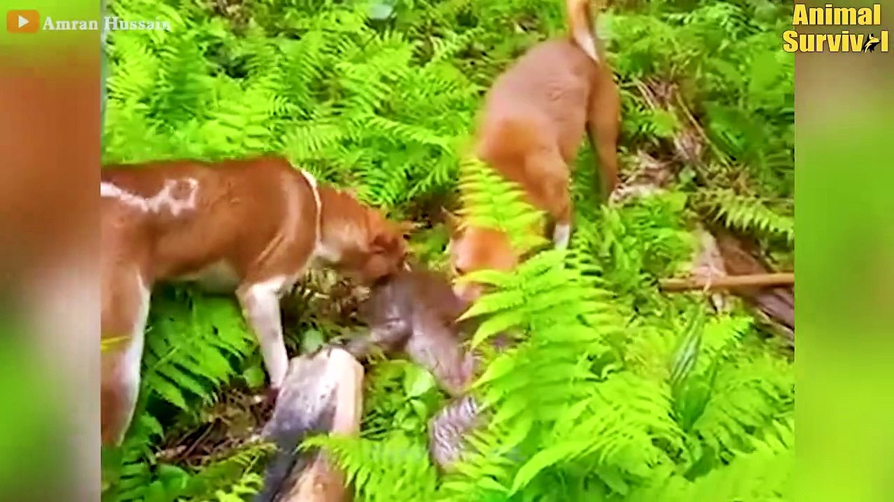 Chaos In India! Angry Monkeys Pulling Together To The Village Ki.ll All Dogs   Wildlife Documentary