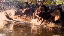 Deadly Migration of Thousands Of Wildebeest   Wildlife Documentary