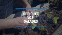 Repiquez vos salades