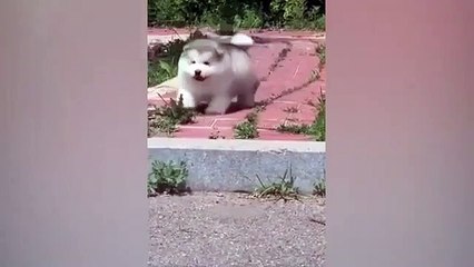 Funniest Animals 2023  Funniest Cats and Dogs