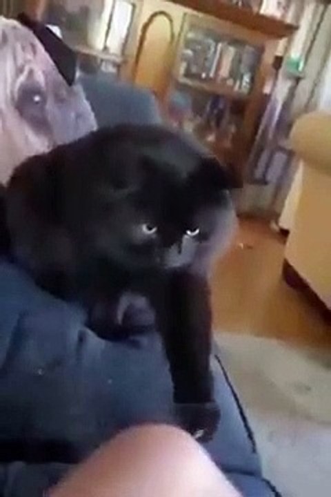 Funny animals videos 2023  try to not laugh