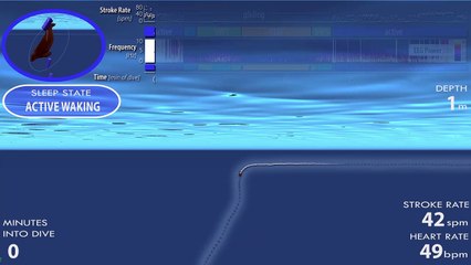 Animación basada en datos de un ‘sueño en espiral’ hasta los 263 metros de profundidad