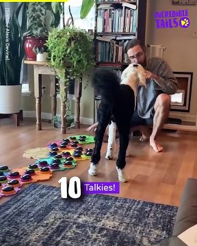 Talented Paws: Animals That Will Impress You with Their Tricks