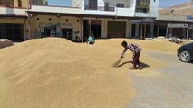Now offline Girdawari exemption in government procurement of wheat