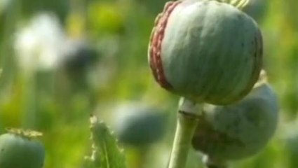 मालवा की माटी ने उगली 9 करोड़ से अधिक की अफीम, देखे ये बड़ी खबर