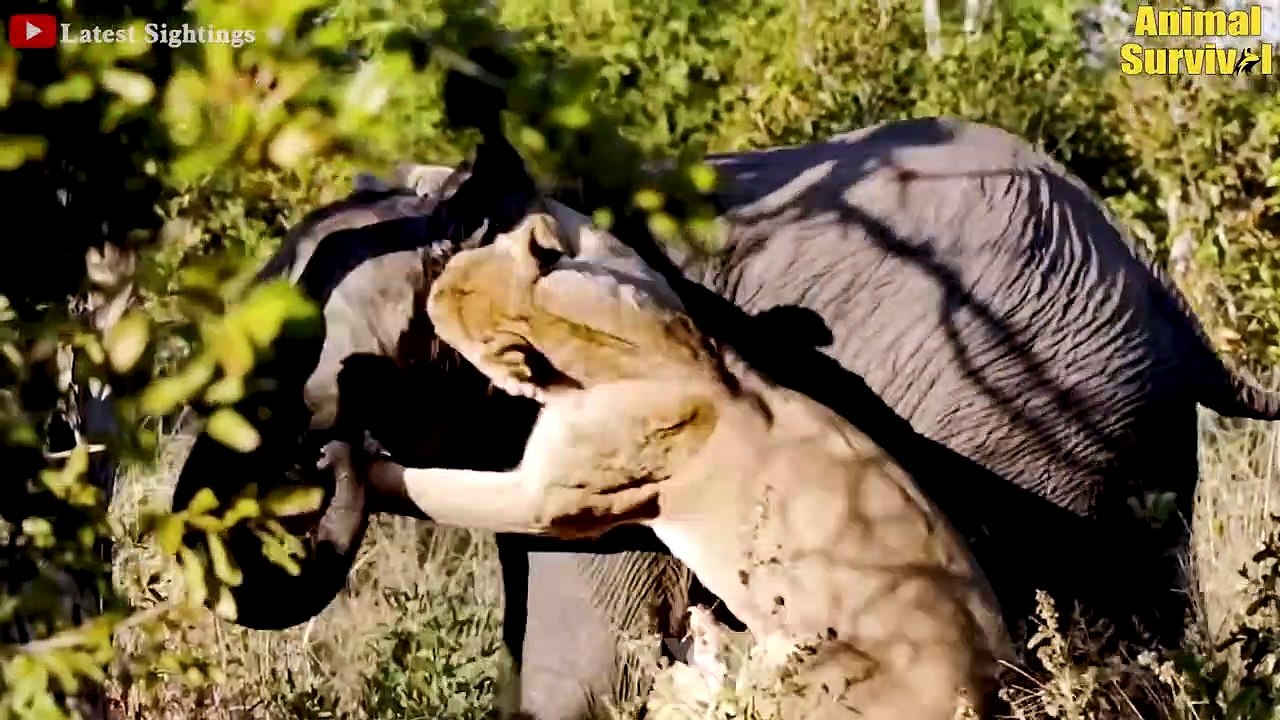 Herd Of Elephants Rescue Poor Baby Monkey From Leopard Hunting - Elephant vs Lion, Crocodile , Rhino