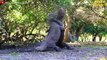 Komodo Dragon's Karma for Being Too Greedy - Komodo Dragon Eats Everything   Wildlife Documentary