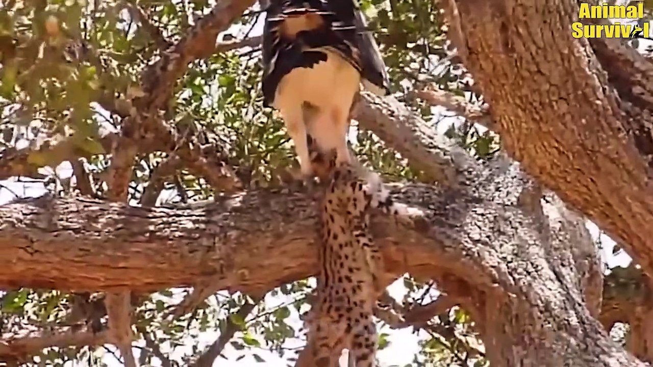 Mother Leopard Suffering Crazy Attacks Eagles A...