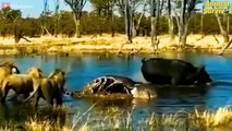 OMG! King Lion Suddenly Grows Horn On His Head During The Battle With Buffalo   Wildlife Documentary