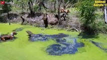 Scarest Moment! Giant Komodo Dragon Brutally Attacks Dogs   Wildlife Documentary