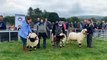 Valais Blacknose Sheep on show at the Plum Show (April 2023)