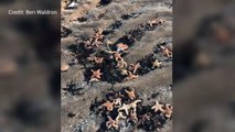 Starfish wash up on Kent beach