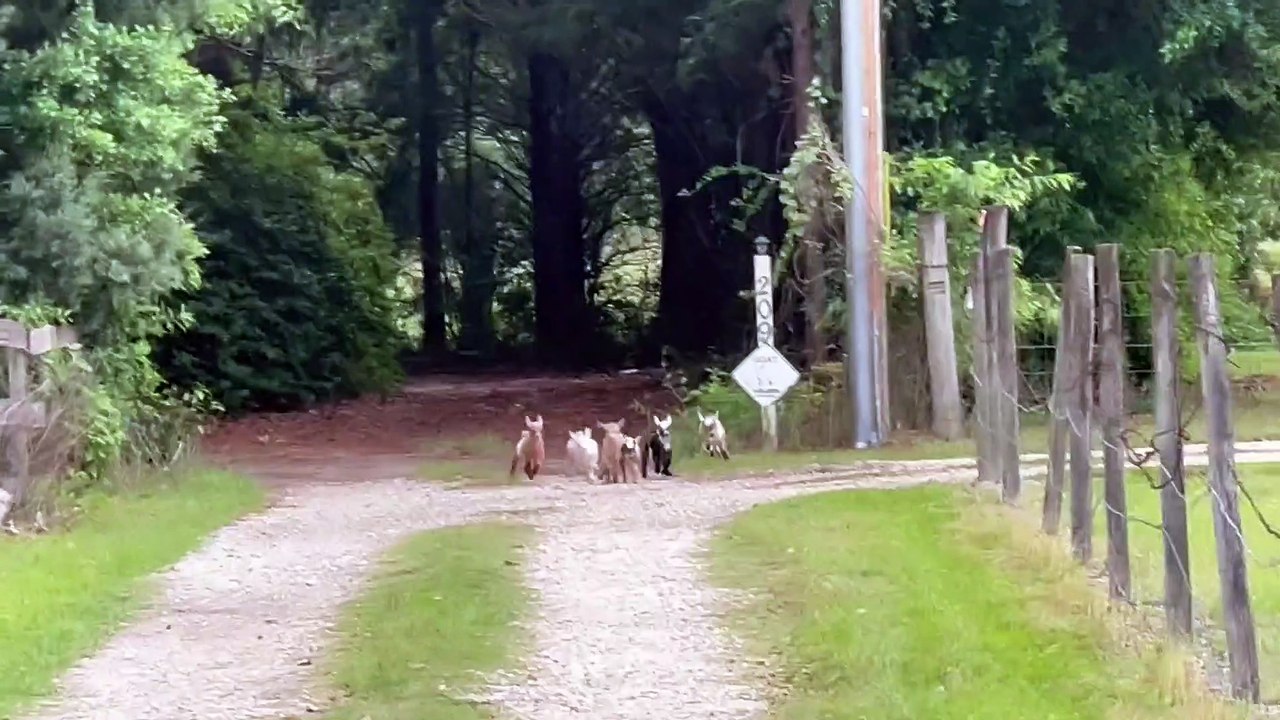 Baby Goats Race Down Dirt Road