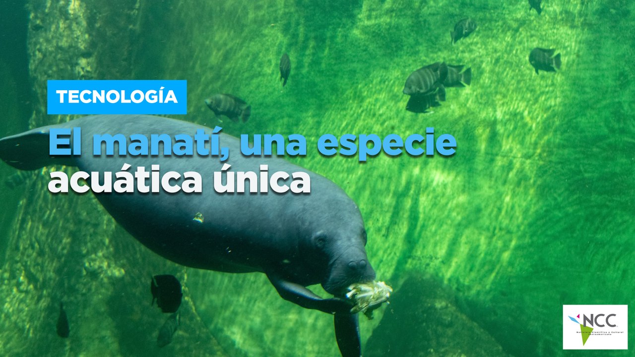 El manatí, una especie acuática única