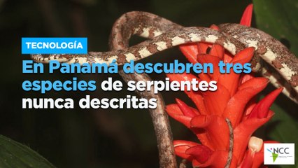 En Panamá descubren tres especies de serpientes nunca descritas