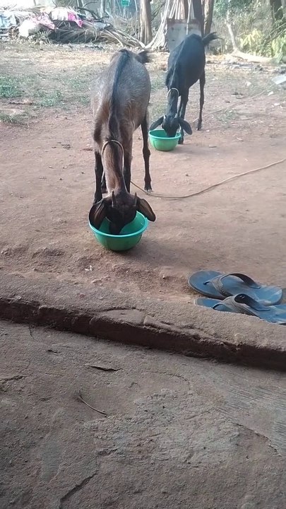 Cute Goat  Animals Video