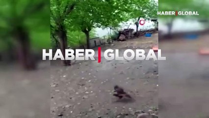 Скачать видео: Adıyaman'da yumurta büyüklüğünde yağan dolu görenleri şaşkına çevirdi