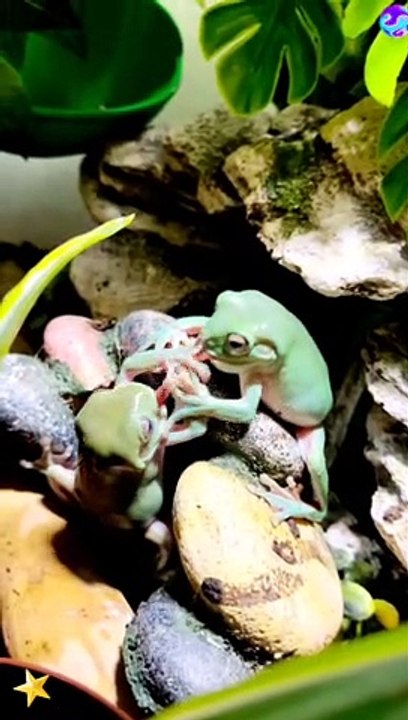 Two frogs fought with each other