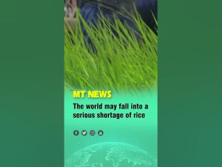 The world may fall into a serious shortage of rice