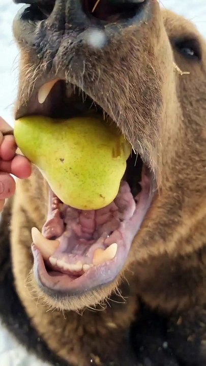 Ours mange une poire (cute)